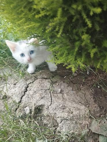 cins pişiklər: Yaxşı əllərə — 3