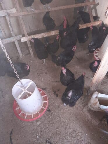 hinduşqa yumurtası: Toyuq, Ətlik — 2