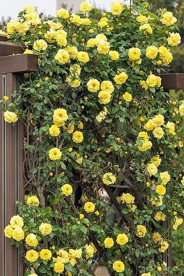 gilas tingleri: Sarı dırmaşan qızılgül – bağ və fasadlar üçün dekorativ sarmaşıq gül — 2