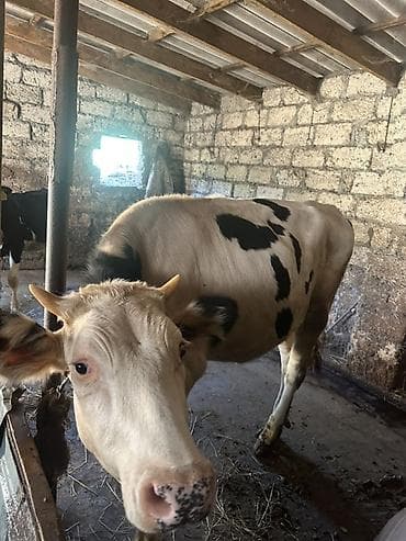 heyvanlar quşlar: Südlük. Heyvandı - Cins: ağ-qara ləkəli (holşteyn tipi). - Yaş qrupu — 3
