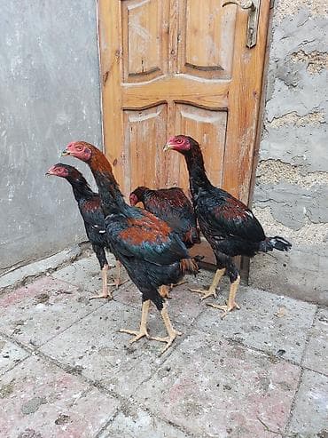 colpa toyuq: Toyuq cücələri, Damazlıq — 1