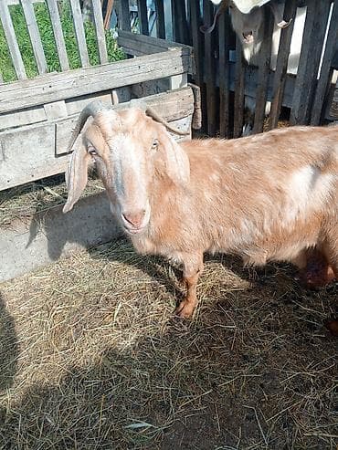 dovşan haqqında məlumat: Məhsul: Ətlik/törədici keçilər iki eded ha hazirda sud veren kecidi — 3
