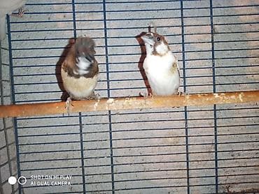 pisik satilir: Amadinlər satılır risovka amadin yapon zebra amadinləri — 7