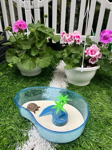 akvarium gəncə: Tısbağa Qabla birlikdə — 1