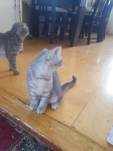 britanski pişik: Tabbi — 2