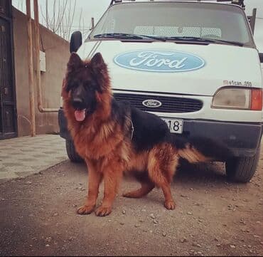 немецкие овчарки щенки купить: Немецкая овчарка, Самец — 3