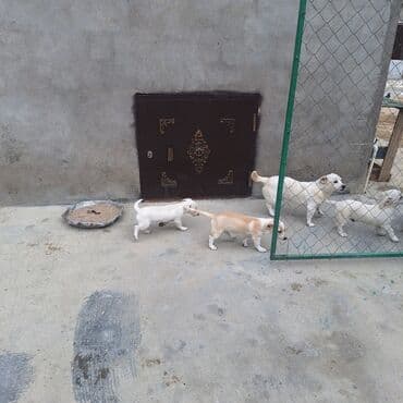 купить хаски щенка: Звонок, 4 месяца, Самовывоз — 2