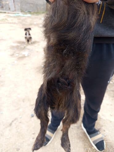 afcarka balasi erkey: Koker spaniyel, 1 ay, Erkek, Ünvandan götürmə — 2