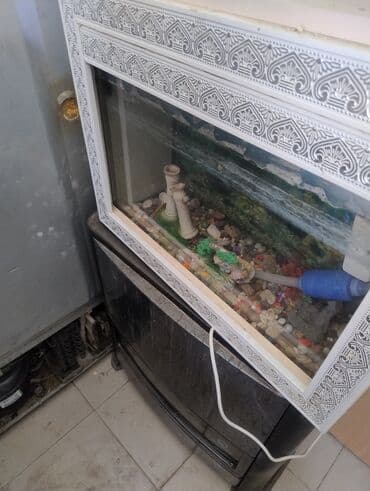 Balıq qulağı: Dördbucaq akvarium, Balıqlarla birlikdə, 10 l — 2