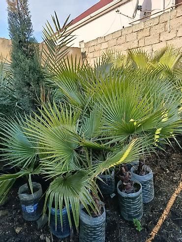 xurma qiyməti: Məhsul: Xurma və palma dekorativ bitkiləri (qablarda) qiymətin — 2