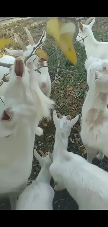 sud sagan pompa qiymeti: Dişi, Zanen, il: 2, 40 kq, Südlük, Ünvandan götürmə — 1