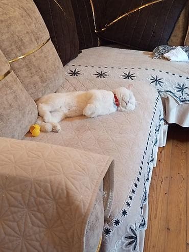 retriever satilir: Satilir ag britan tik qulaq sakitdi agillidi qum terbiyyesi — 2