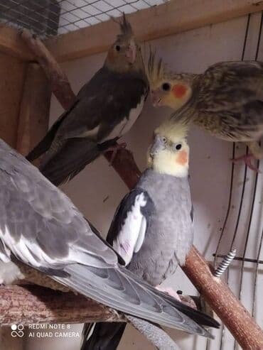 tutu guşu: Diqqet quslarin altinin ve yerinin temizliyine fikir verin — 6