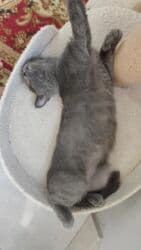 pişik sortlari: Britan, Dişi, Yaxşı əllərə, Ödənişli çatdırılma — 3