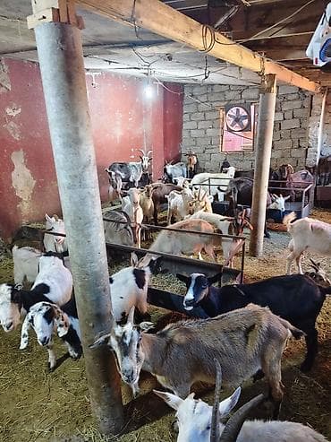 kecı: Heyvandarlıq üçün keçilər sürüsü - Növlər: müxtəlif rəng və cinsli — 5