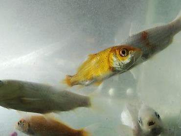 akvaryum baliqlari: Koi, Sülhsevər — 4