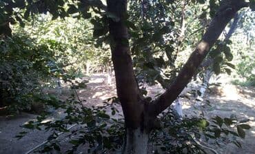 heyət evi: 8 otaq, 220 kv. m, Orta təmir — 22