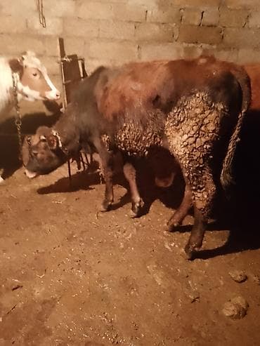 Dişi dana unvan abseron rayon Məhəmmədli kəndi