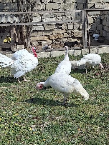 amerikan bronz hinduşka: Ağ rəngli hinduşka sürüsü - Növ: Ağ geniş döşlü (white turkey) — 2