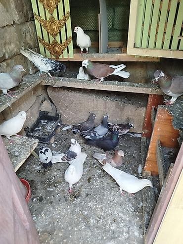 tetra quşu: Hamısı biryerde satılır — 4