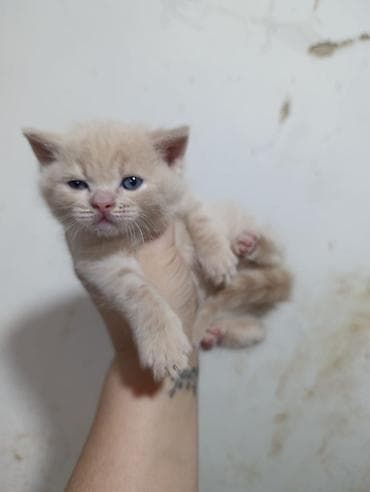 paroda pişik: Şotland — 1