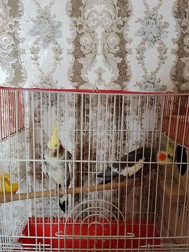 babil quşu: Saglam Cut Karella.1 Defe bala veribler kletkasiz satilir.Qiymet — 4