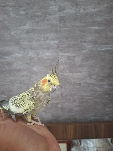 Nimfa (Cockatiel) cütlüyü – əl öyrəşmiş, sakit xasiyyətli, insanla