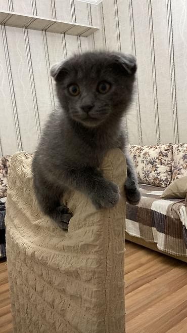 lalafo ev heyvanlari: Boz rəngli balaca pişik balaları - Cins: qısa və orta tüklü, tamamilə — 7