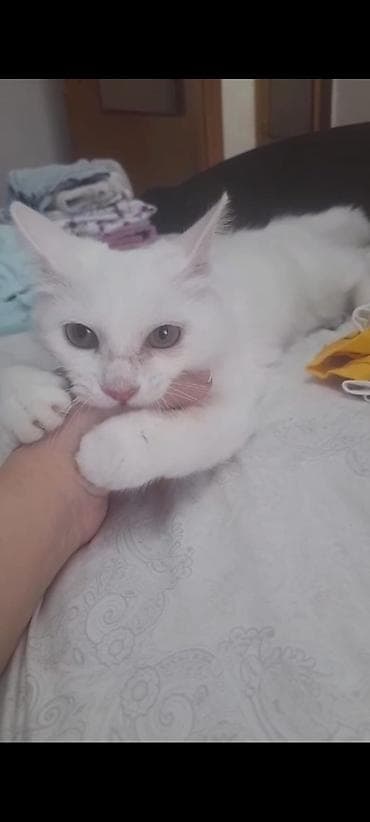 Gəmiricilər: Yaxşı əllərə — 7