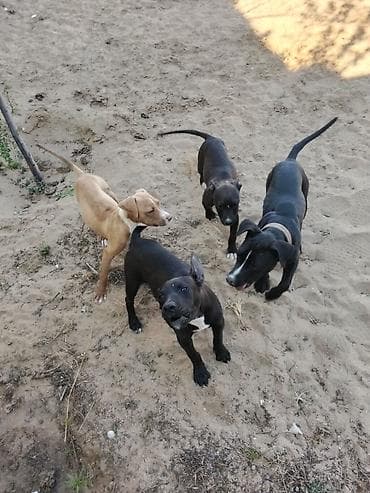 ağ afcarka: Pitbul, 4 ay, Ünvandan götürmə — 2