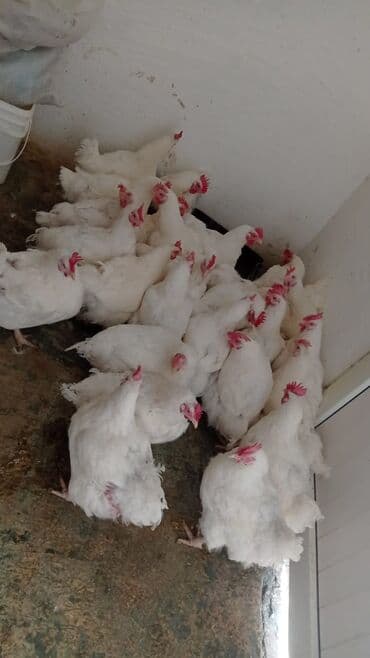 Bildirçin: Toyuq, Broyler, Ətlik — 3