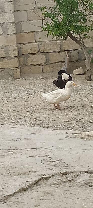 it cinsi adlari: Dişi, Damazlıq — 1