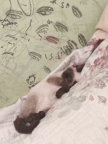 pişiklər: Siam, Dişi, Ünvandan götürmə — 15