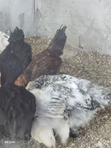 cuce satişi: Müxtəlif rəngli və növlü cücələr satılır. Sağlam və güclü cücələrdir — 6