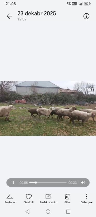 котята в баку бесплатно: Qoyun sürüsü – qarışıq rəng və yaşlarda - Növ: yerli qoyunlar (ağ — 1