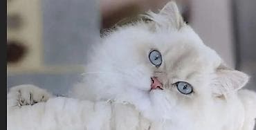 dovşan balası: Şotland yastı qulaq — 4