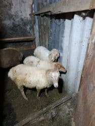 Коровы, быки: Qoyunlar satılır - Növ: yerli xəzli (qoyunlar) - Say: şəkildə bir — 1