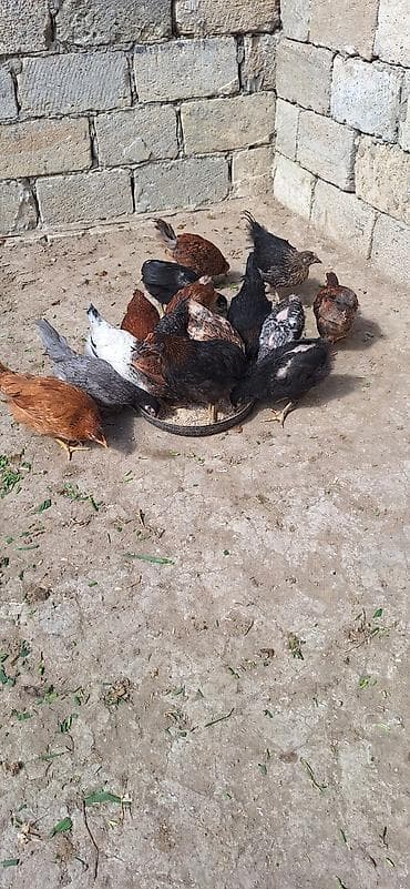 Животные: Куриные цыплята, Для разведения, Платная доставка — 2