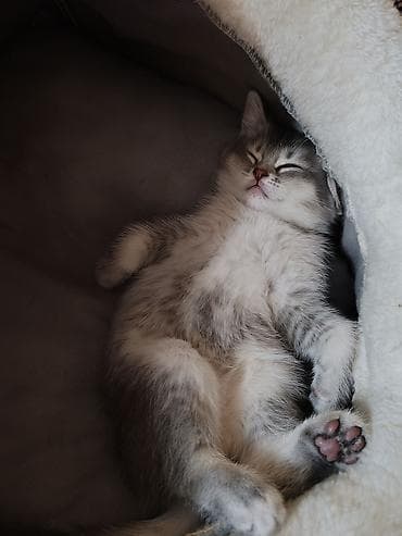 pişik geyimi: Britan, Dişi, Yaxşı əllərə, Ünvandan götürmə — 8