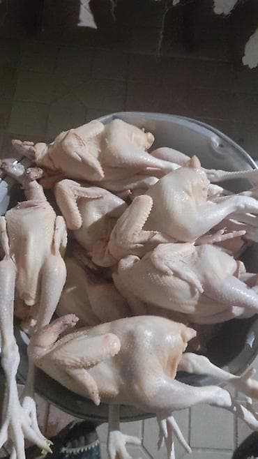 Другие птицы: Другие птицы — 1