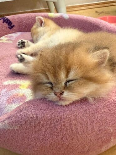 bala pişik ucuz: Erkək — 1