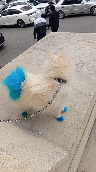 itler pomerian: Şpitz, 11 ay, Erkek — 2