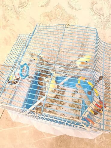 клетки для кур несушек купить в бишкеке: Qəfəs qarişig 3 ədəd korella — 1