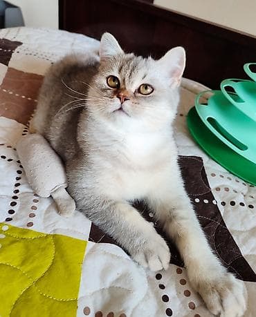 pisik sekli: Şotland, Dişi, Ünvandan götürmə — 2