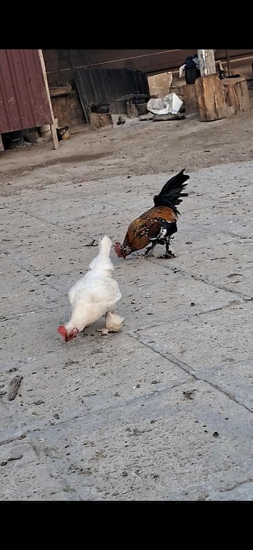 qus nomreleri: Куриные цыплята, Для разведения — 8