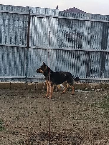 Другие животные: Немецкая овчарка, 1 месяц, Самка, Самовывоз — 6