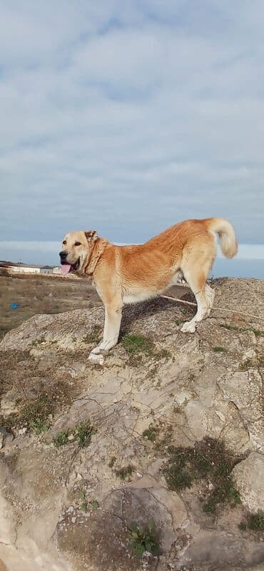 İtlər: Qurdbasar, 2 il, Erkek, Peyvəndli, Ödənişli çatdırılma — 2