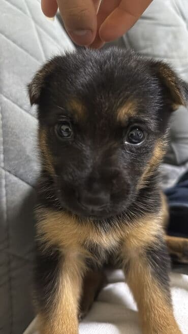 şotlan pişik: Şotland yastı qulaq, Erkək, Dişi, Yaxşı əllərə, Ünvandan götürmə, Pulsuz çatdırılma, Ödənişli çatdırılma — 141