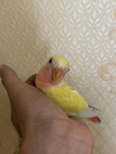 ev quslari haqqinda: Növ: Agapornis (lovebird) – əl öyrəşdirilmiş, ev quşu Rəng: Parlaq — 1