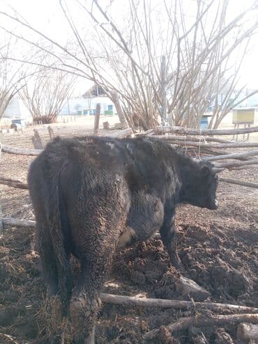 erkəy danalar: Erkək, il: 1, 360 kq, Damazlıq, Ünvandan götürmə — 8